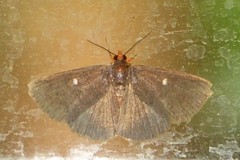 Calesia dasypterus