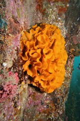 Steginoporella chartacea