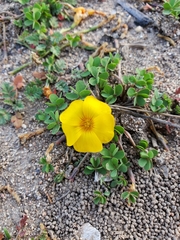 Oxalis perdicaria