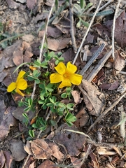 Oxalis perdicaria