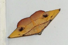 Hypochrosis flavifusata