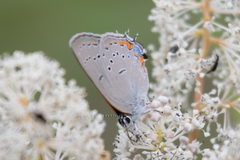 Satyrium acadica