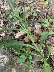 Symphyotrichum subulatum