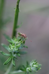 Rhopalus parumpunctatus