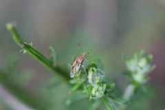 Rhopalus parumpunctatus