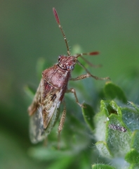 Rhopalus parumpunctatus