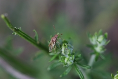 Rhopalus parumpunctatus