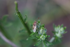 Rhopalus parumpunctatus