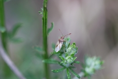 Rhopalus parumpunctatus