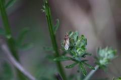 Rhopalus parumpunctatus