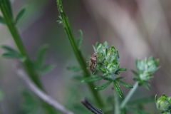 Rhopalus parumpunctatus