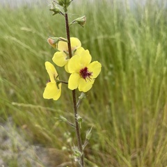 Verbascum