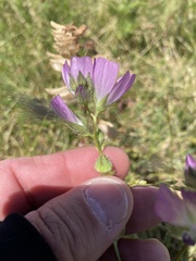 Sidalcea calycosa