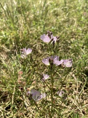 Sidalcea calycosa