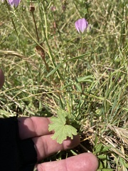 Sidalcea calycosa