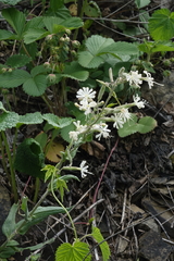 Silene viscosa