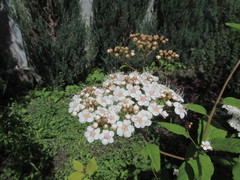 Spiraea longigemmis