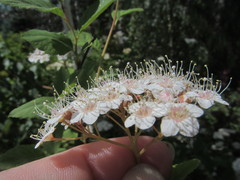 Spiraea longigemmis