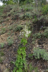 Silene viscosa