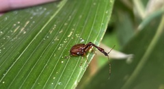 Paratrachelophorus longicornis