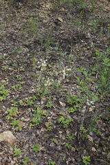 Silene viscosa