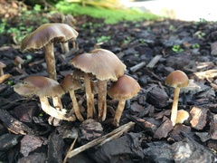 Psilocybe tasmaniana