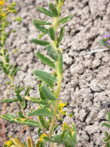 Cleomella hillmanii var. goodrichii