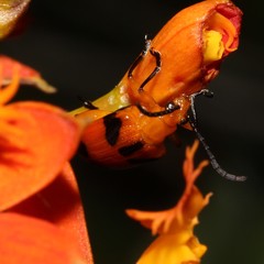 Stethopachys formosa