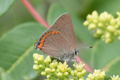 Satyrium titus