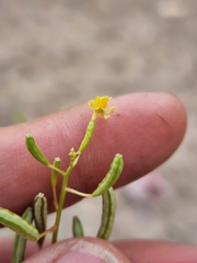 Chylismia scapoidea