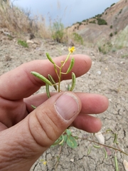 Chylismia scapoidea