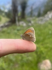 Coenonympha