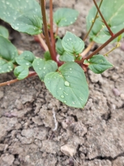 Chylismia scapoidea