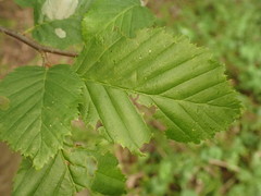 Phyllonorycter esperella