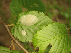 Phyllonorycter esperella