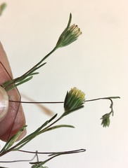 Rigiopappus leptocladus