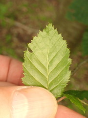 Phyllonorycter esperella