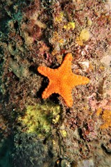 Helcogramma decurrens