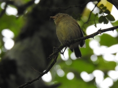 Certhidea