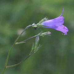 Campanula patula