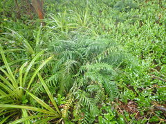 Asplenium scleroprium