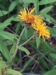 Pentanema salicinum