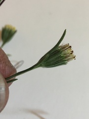 Rigiopappus leptocladus