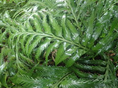 Asplenium scleroprium