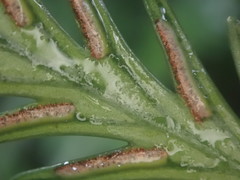 Asplenium scleroprium