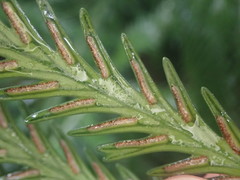 Asplenium scleroprium