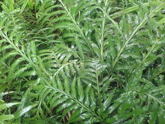 Asplenium scleroprium
