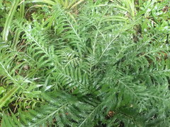 Asplenium scleroprium