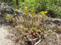 Petrosedum orientale
