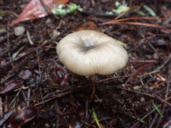Entoloma albidocoeruleum
